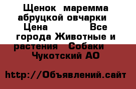 Щенок  маремма абруцкой овчарки › Цена ­ 50 000 - Все города Животные и растения » Собаки   . Чукотский АО